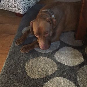 Meet your Posher, Sue